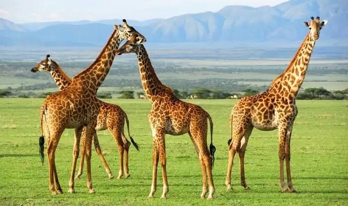 Tanzania Safari Packages