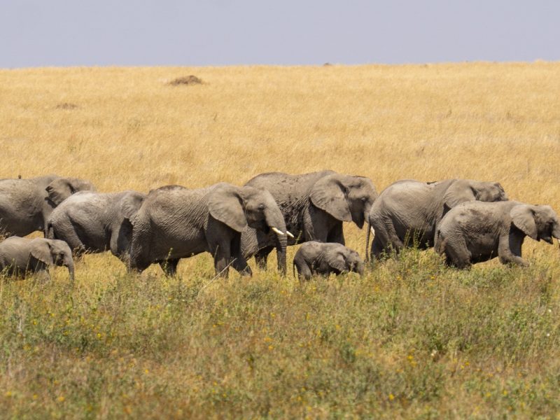 4 Days Tanzania Camping Safari