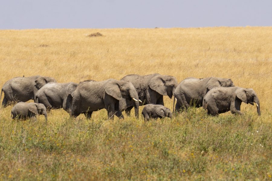 4 Days Tanzania Camping Safari