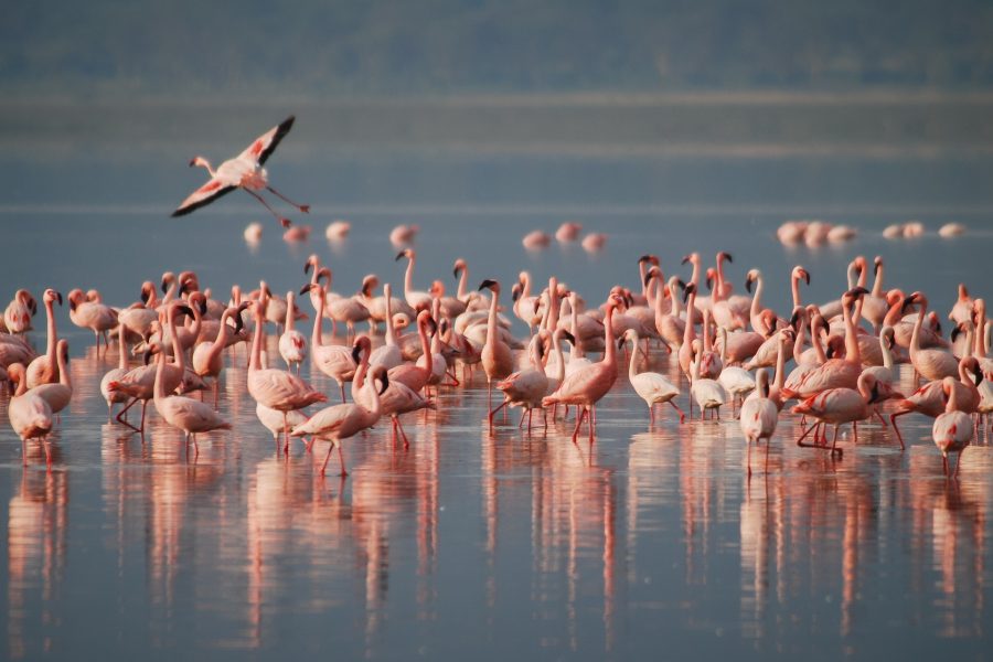 6 Days Camping Safari  Lake Manyara, Serengeti, Ngorongoro and Tarangire,