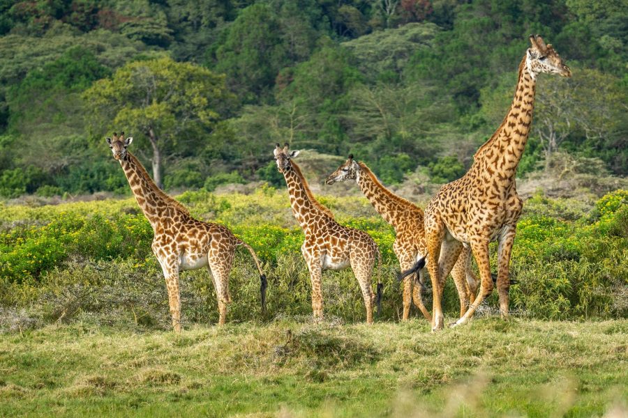 6 Days Tanzania Lodge Safari
