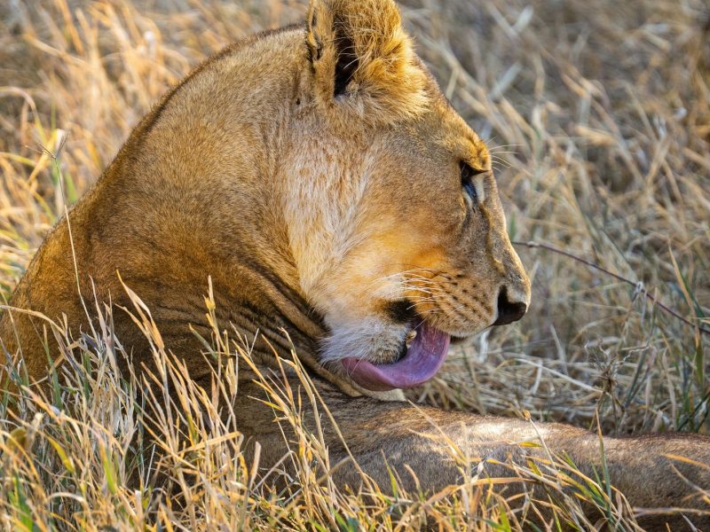 3 Days Tanzania Camping Safari