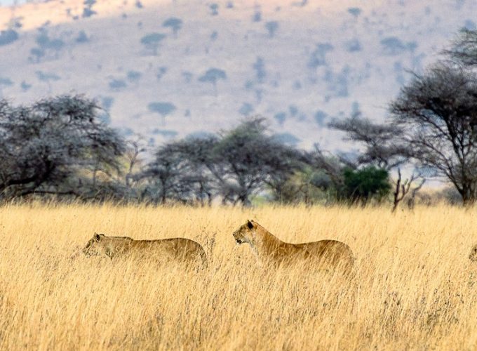 5 Days Safari Serengeti Ngorongoro Tarangire