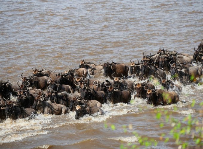 8 Days Serengeti Migration Safari
