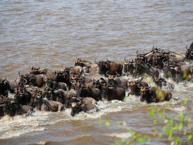 8 Days Serengeti Migration Safari