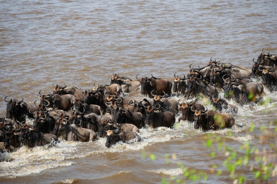 8 Days Serengeti Migration Safari