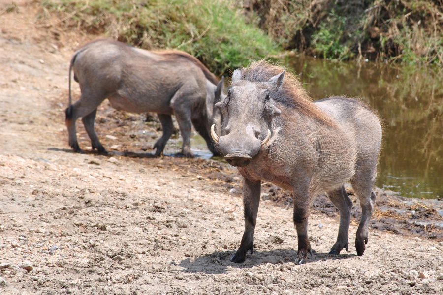 3 Days Tanzania Lodge Safari
