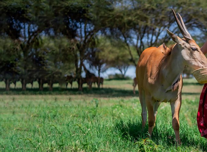 Serval Wildlife Tour with food and drinks