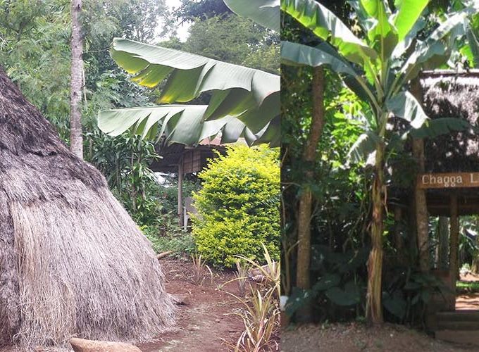 Marangu Cultural Day Tour with Chagga Tribe From Moshi