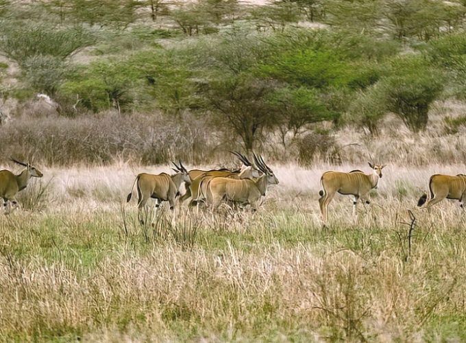 2 Days Affordable Northern Circuit Safari Tanzania