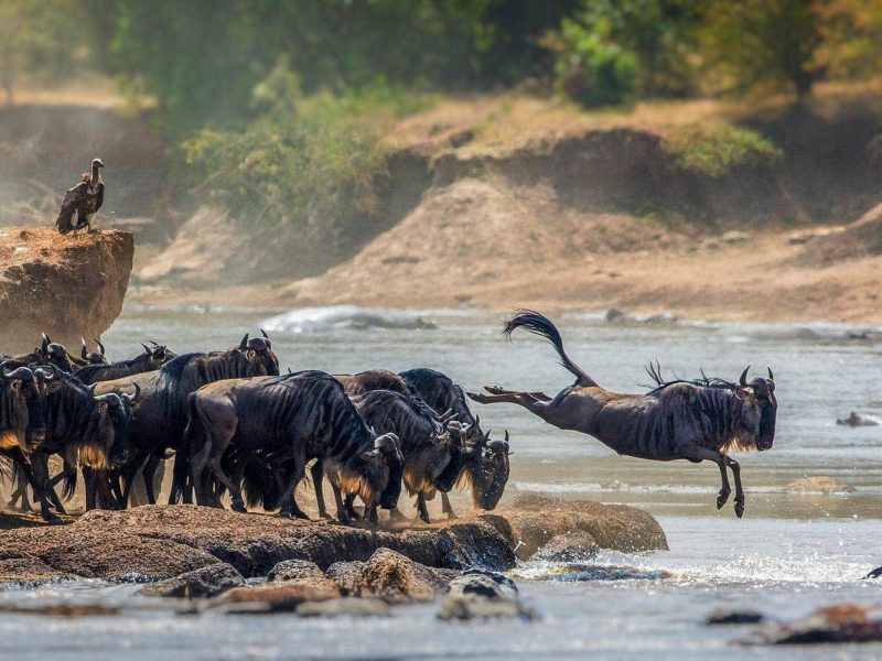 3 Days Migration Safari in Southern Serengeti & Crater