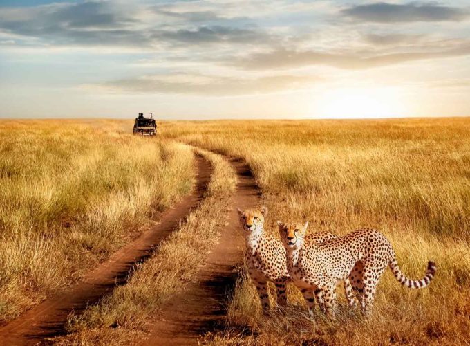 5 Days Budget Safari Tarangire, Serengeti and Ngorongoro