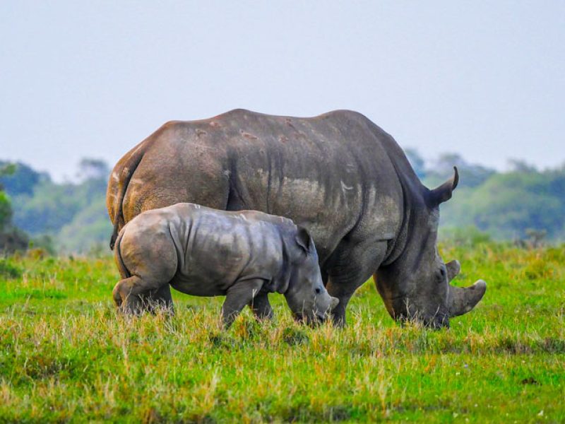 4 Days Serengeti and Ngorongoro Tanzania Safari