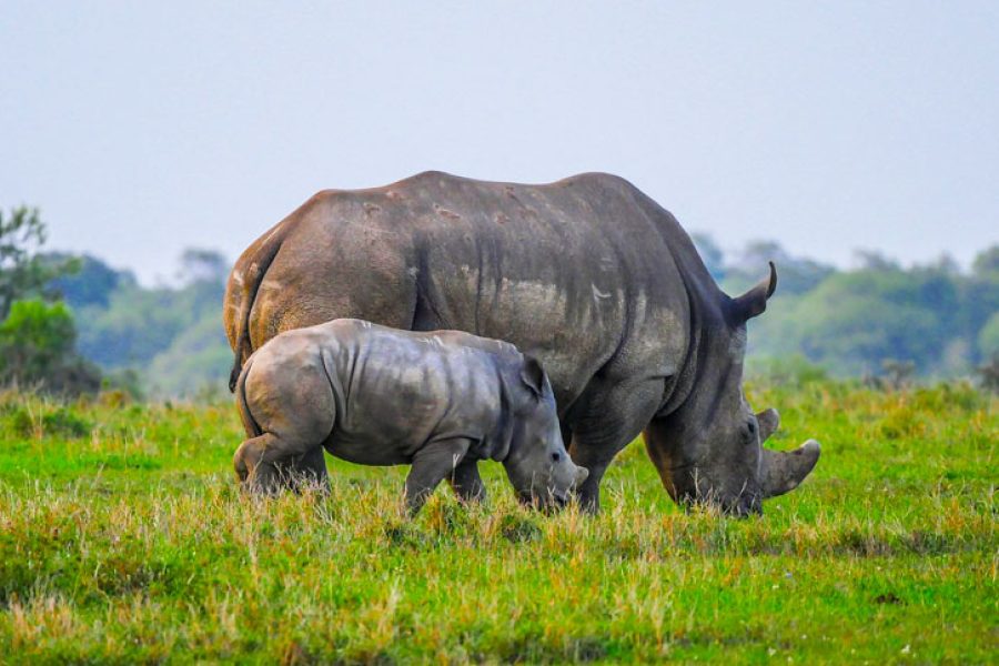4 Days Serengeti and Ngorongoro Tanzania Safari