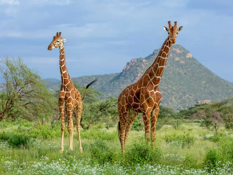 Arusha National Park Day Trip