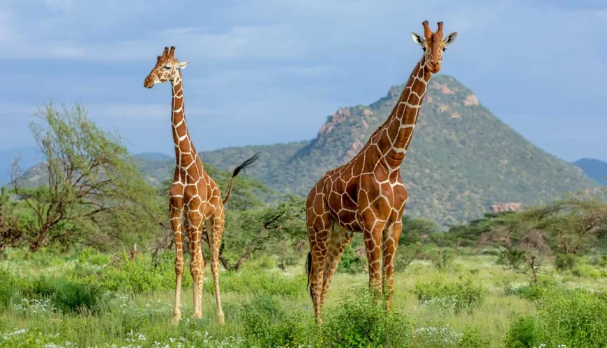 Arusha National Park Day Trip