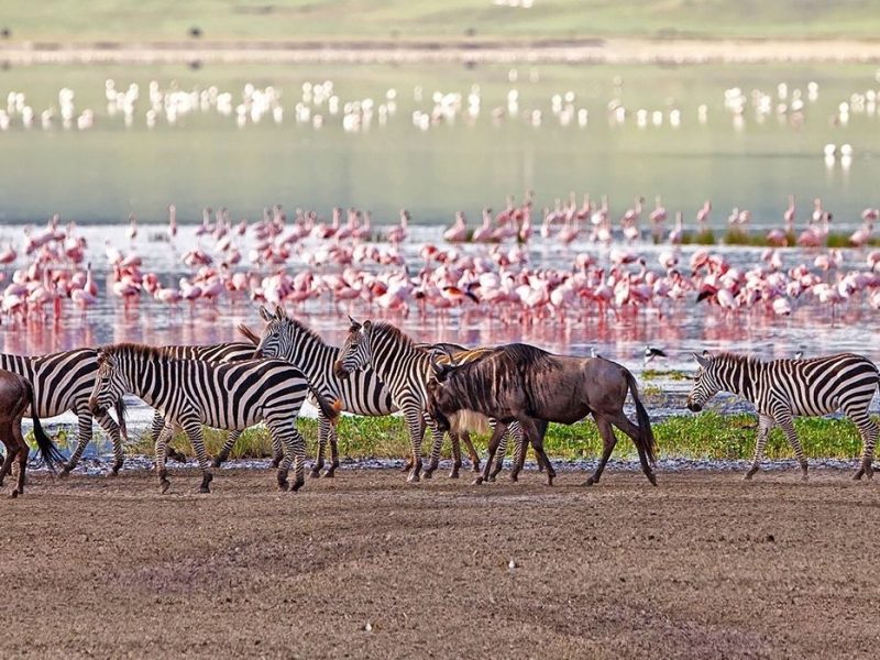 7 Days Lake Manyara, Serengeti and Ngorongoro crater