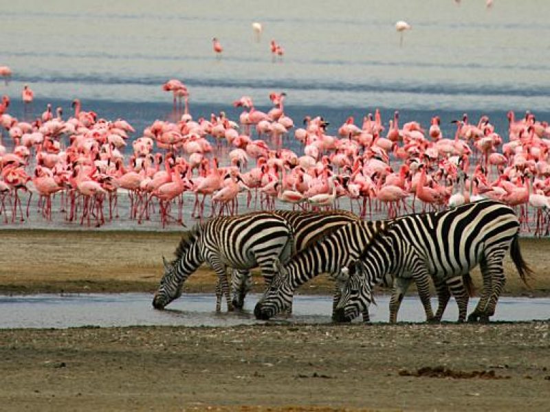 4 Days Ngorongoro & Lake Manyara Safari Tanzania Adventure