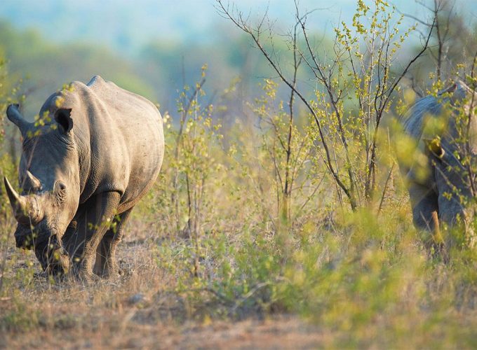 1 Day Mkomazi National Park, the Home of Black Rhinos