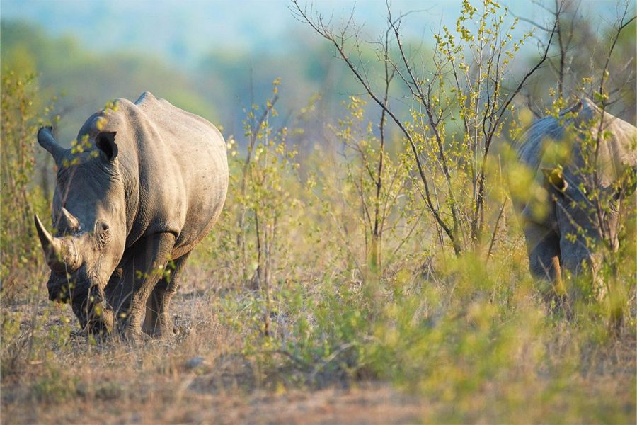 1 Day Mkomazi National Park, the Home of Black Rhinos