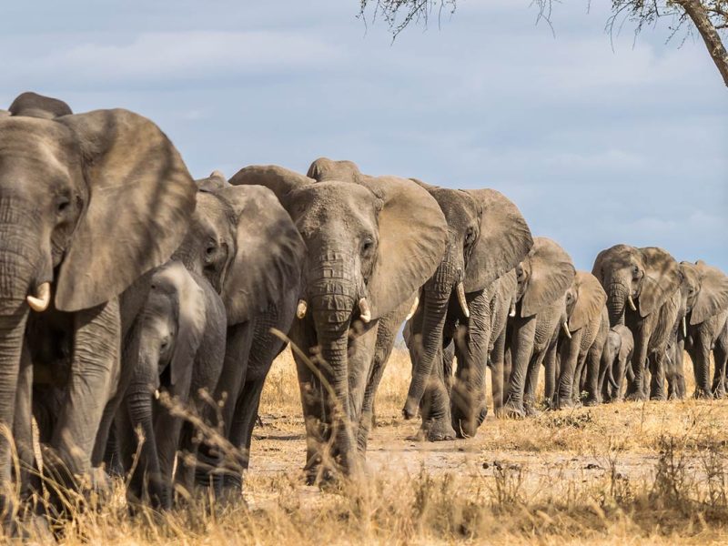 5 Days Tarangire NP, Lake Manyara NP and Ngorongoro