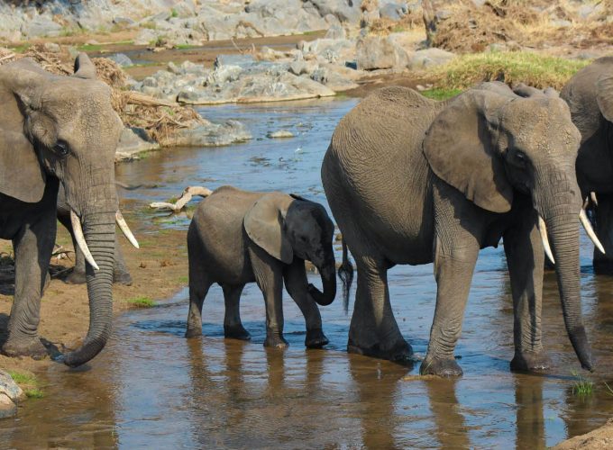 2 Days Stunning Safari in Tanzania