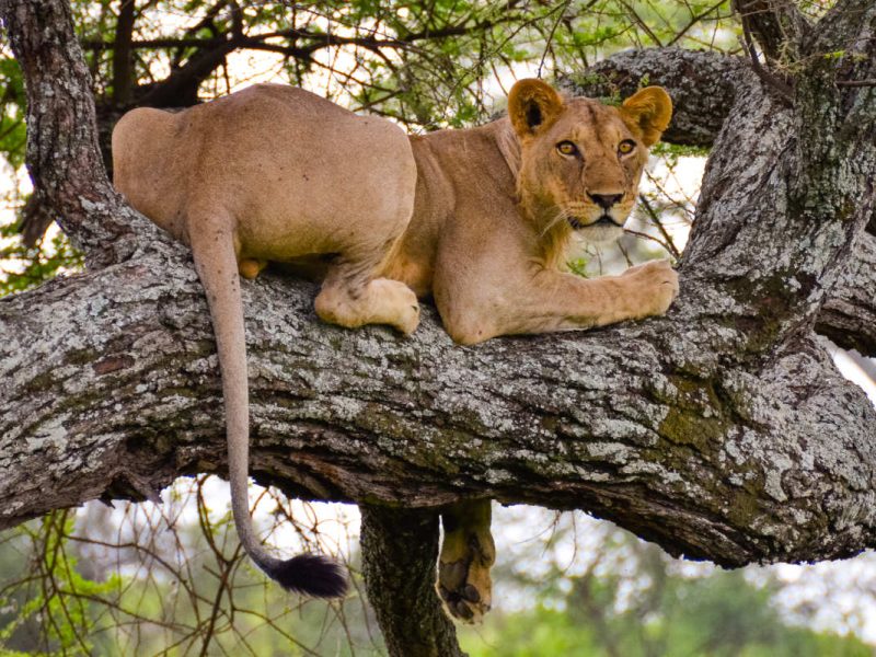 4 Days Adventure Safari Tarangire, Serengeti & Ngorongoro