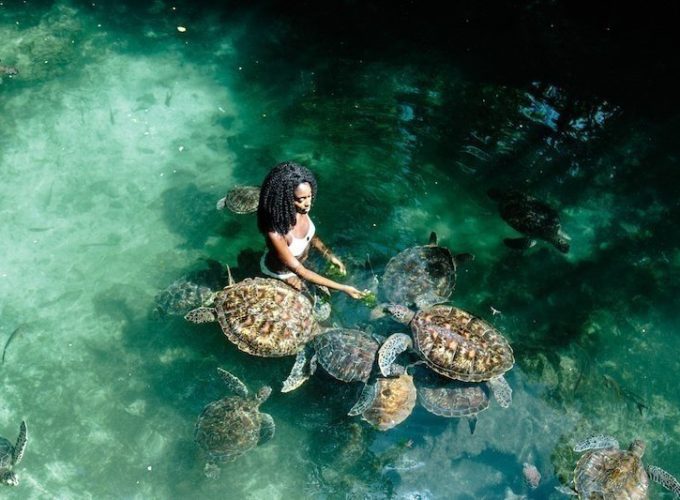 Zanzibar Baraka Aquarium and Sea Turtle Swim with Transport