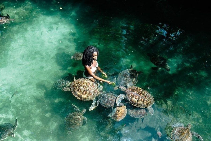 Zanzibar Baraka Aquarium and Sea Turtle Swim with Transport