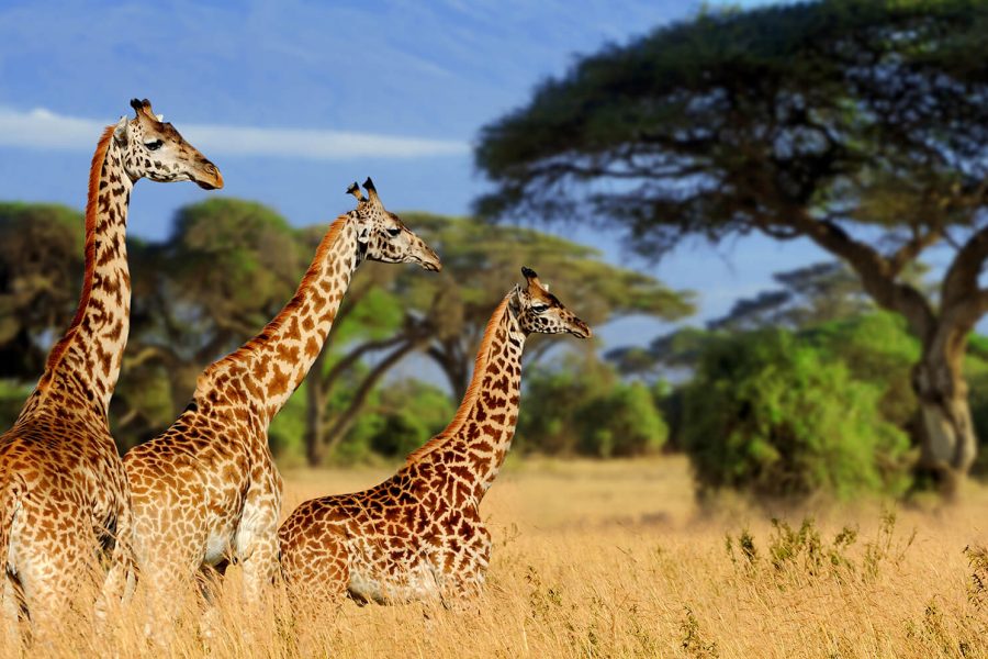 2 days Tarangire and Ngorongoro