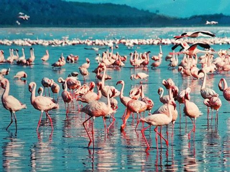 3 Days Tarangire, Ngororongoro and Lake Manyara