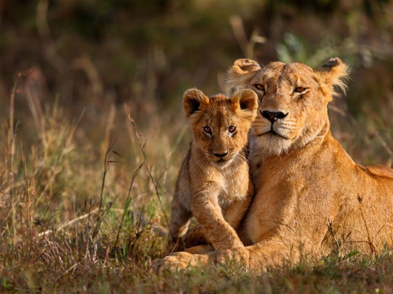 8 Days Big Five Safari