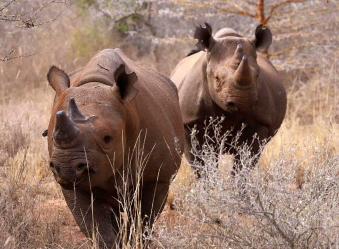 1 Day Wilddog and Rhino Sanctuary Safari Tour