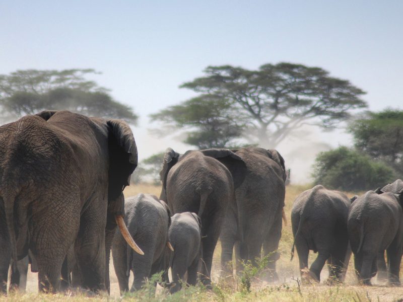 Tarangire National Park Day Trip
