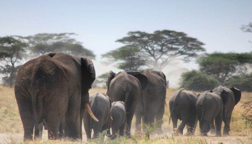Tarangire National Park Day Trip