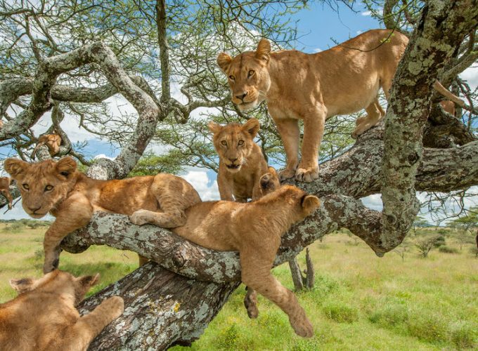 A Memorable One-Day Tour of Lake Manyara