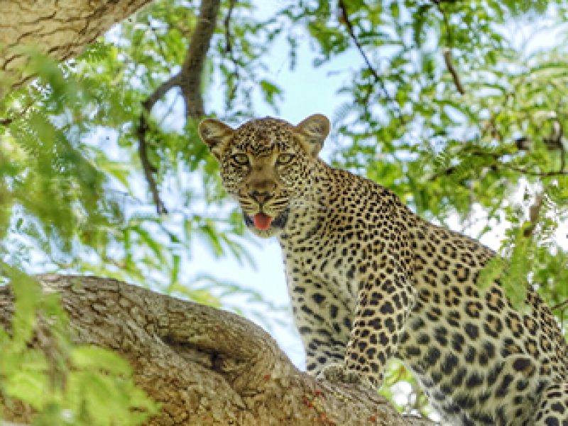 5 Days 4 Nights Complete Southern Safari