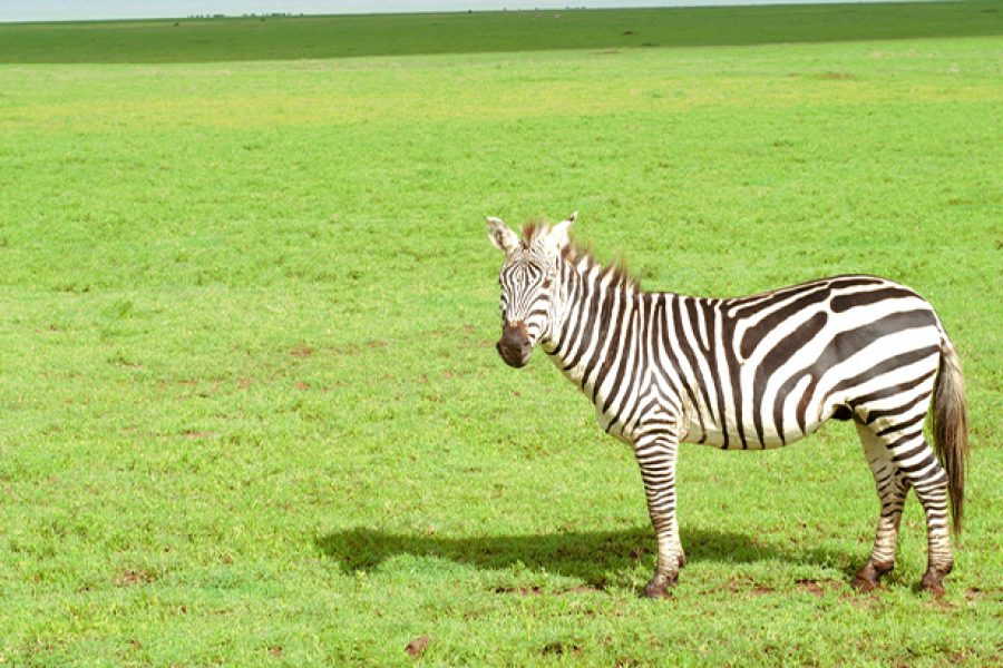 6 Days 5 Nights Tanzania Affordable Lodge Safari