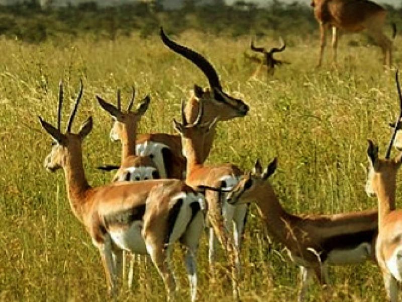 8 Days the Complete Western Circuit