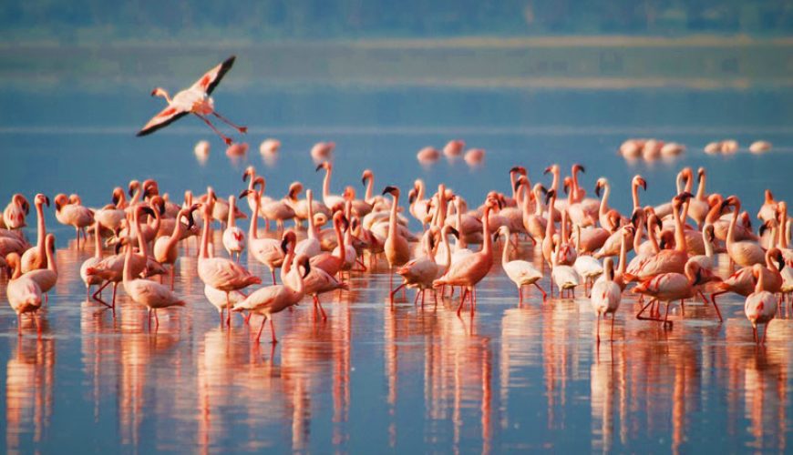 Lake Manyara National Park Day Trip