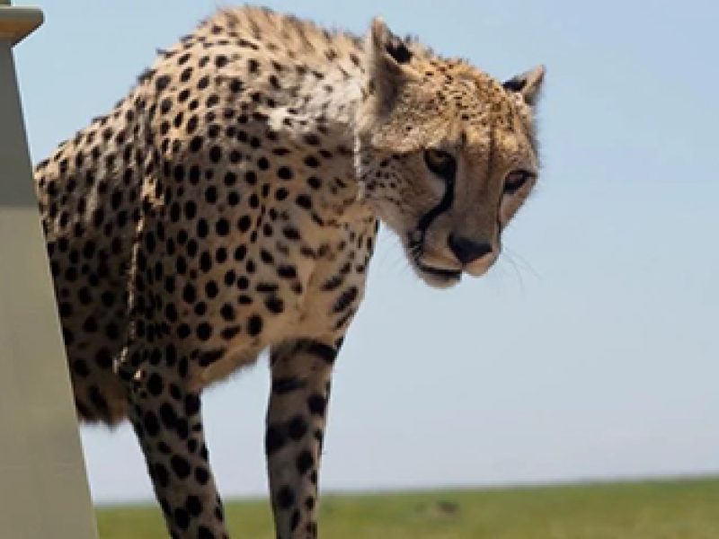 3 Days Budget Camping Safari in Tanzania