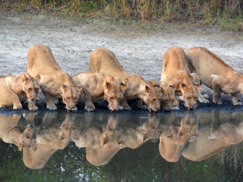 Ngorongoro Crater Day Trip