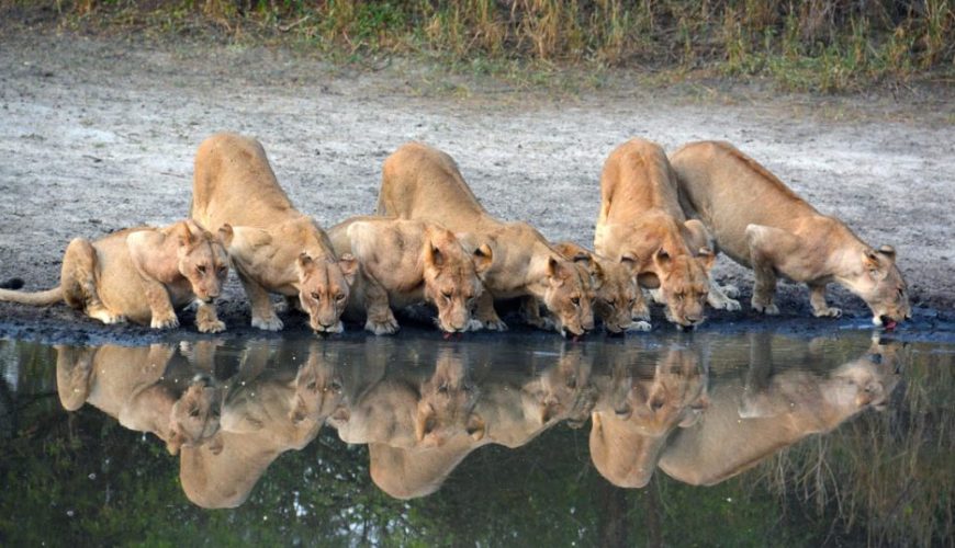 Ngorongoro Crater Day Trip