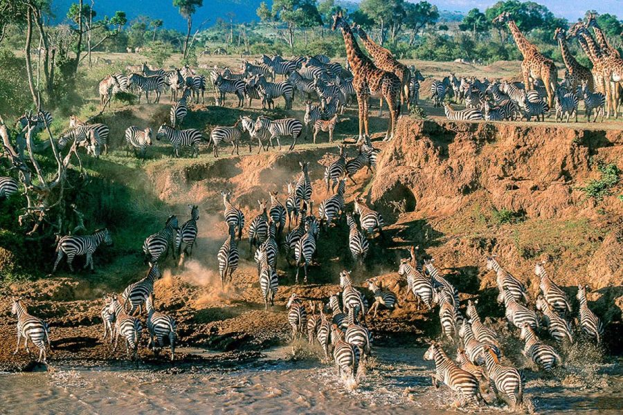 10 Days The Best Tanzania Safari